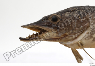 Northern pike head 0007.jpg